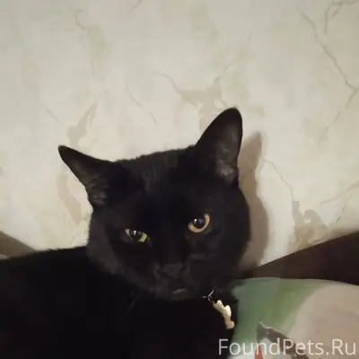 Пропал кот видели в последний ...