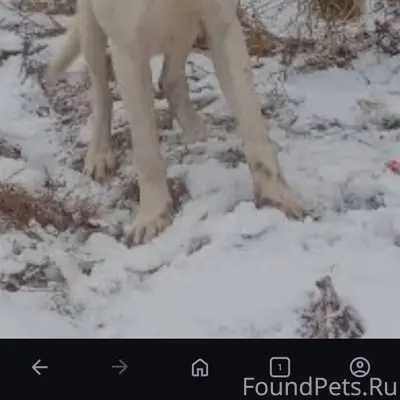 Пропала собака в пятницу 19.12...