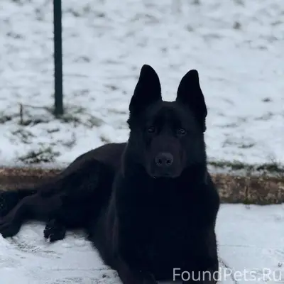 Потерялась собака!!!!!Сучка,ВЕ...