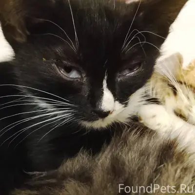 Пропал котёнок в районе Паши С...