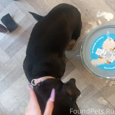 Найдена собака на против Лайма...