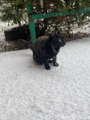 Найдена кошка, явно домашняя, ...