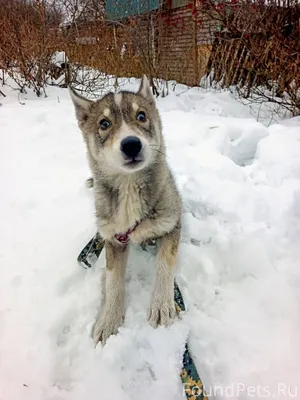 Убежала собака хаски по кличке...