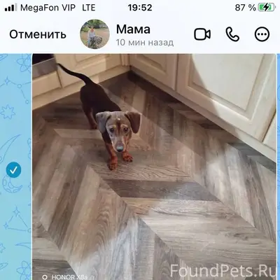 Найдена собака,кобель. Город Е...