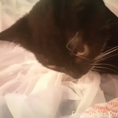 Пропал котёнок, очень любимый ...