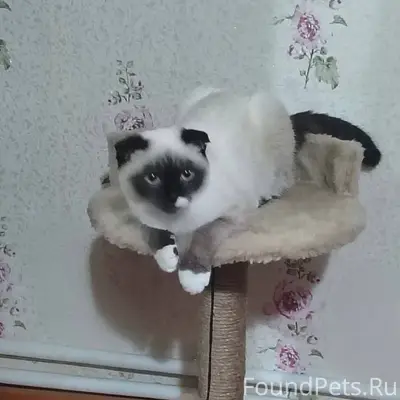 Пропала кошка, по улице Комаро...