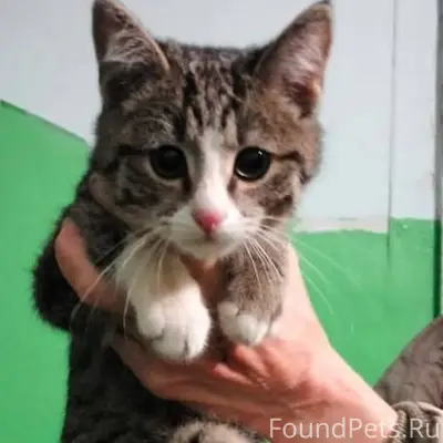 Найден котенок на улице 4 Лини...