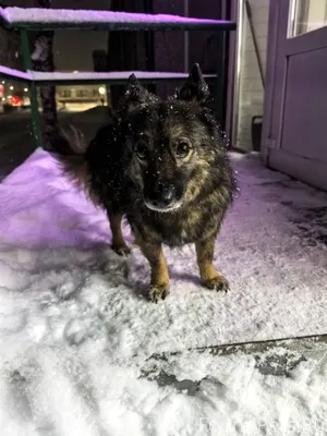 В районе октябрьской 34 бегает...