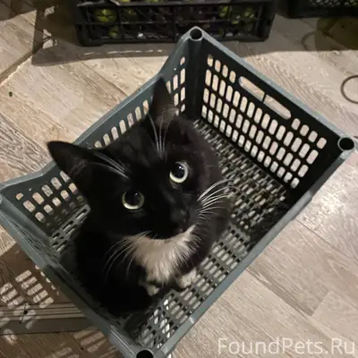 Пропал кот! Нет ровно сутки! К...