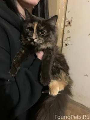 Найден котенок, отдадим в добр...