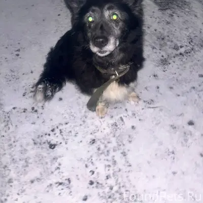 Найдена собака! Чья потеряшка?