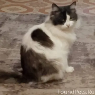 Пропал кот, за линией ул. Устю...