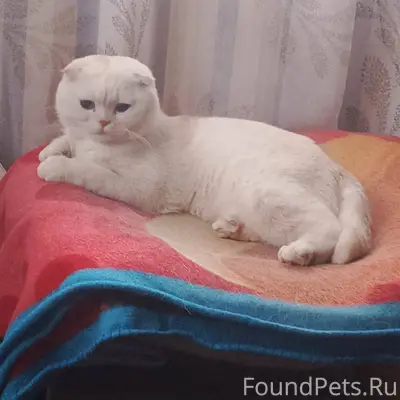 Пропал кот. Очень прошу вернут...