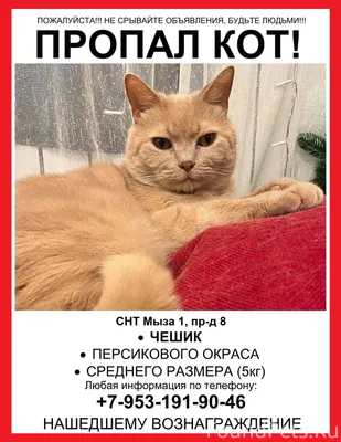 🆘 ПРОПАЛ КОТ! 🆘 Не теряем...