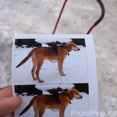 Добрый вечер, пропала собака в...