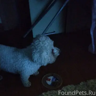 Найдена собака. Могилёв, мир-2