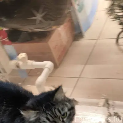 Пжта опубликуйте, пропала кошк...