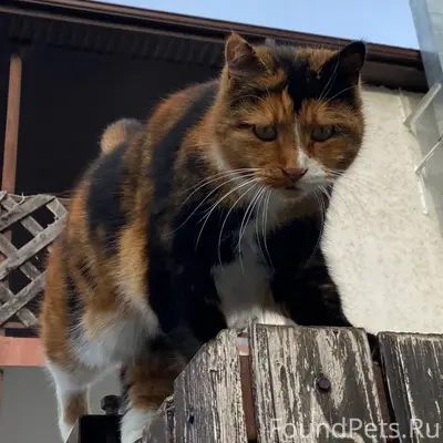 Пропала кошка!!!г.Геленджик, м...