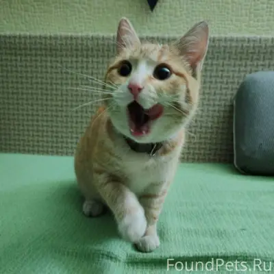 НАЙДЕНА КОШКА У вокзала, между...