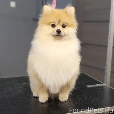 ПОТЕРЯЛСЯ ШПИЦ!!! ===-===-===-...