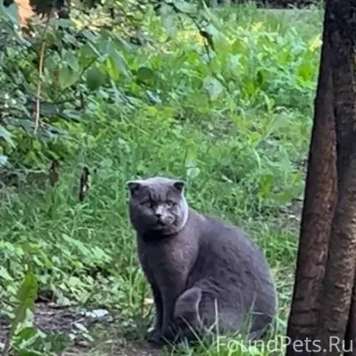 Пропал кот, г. Раменское, ул. ...
