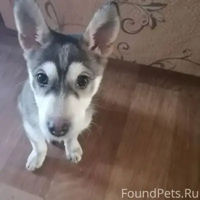 Найден щенок Дата находки: 21....