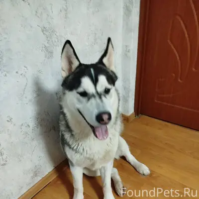 Найдена собака в Берёзовке. По...