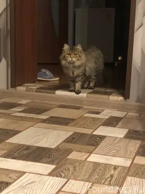 Пропала кошка на улице Гунина,...