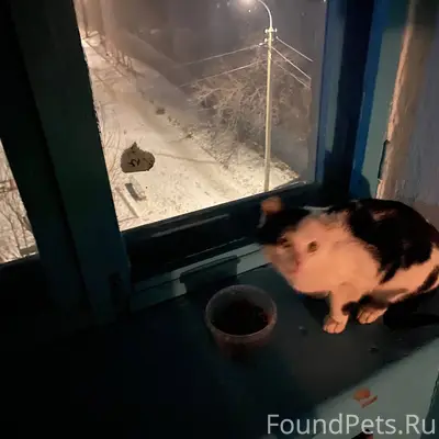 Найден кот или кошка, район те...