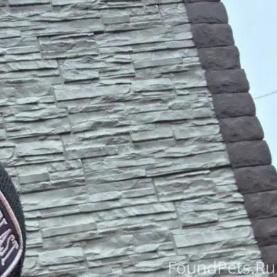 Пропала собака зовут Джесси .Е...