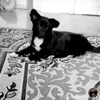 Пропала собака 12-13 декабря в...