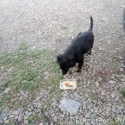 Внимание!!! Розыск!!! Пропала ...