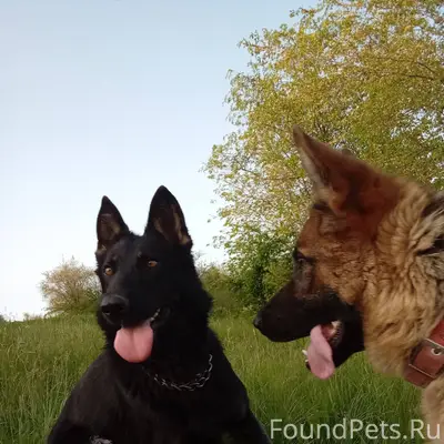 Пропала собака, немецкая овчар...