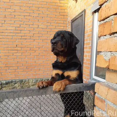 ПРОПАЛ РОТВЕЙЛЕР! ПОМОГИТЕ ВЕР...