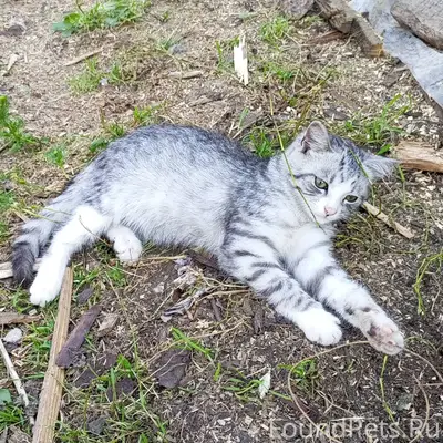 ПРОПАЛ КОТ! В крутике по улице...