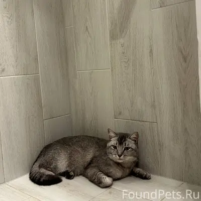 ❗️Пропал кот❗️ Пропал кот по к...