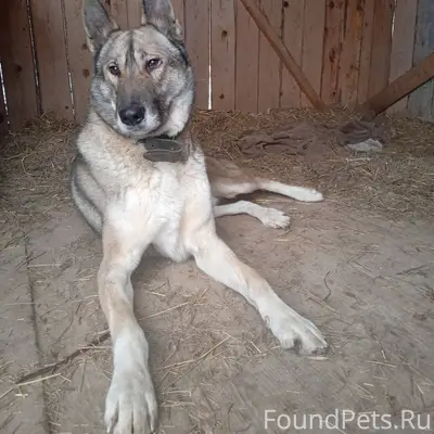 Найден кобель, в Сафоново, мол...