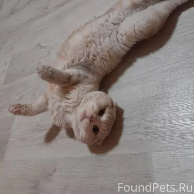 Отдам кота, к лотку приучен, к...