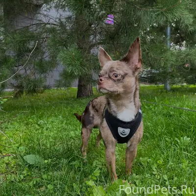 УБЕЖАЛА СОБАКА! Если кто-то ви...