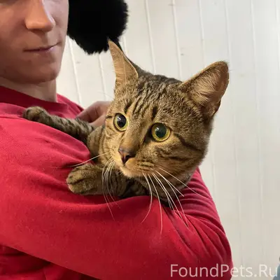 Найден кот в подъезде в мкр...