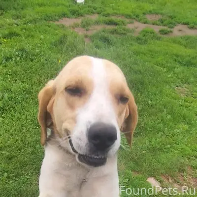 Пропала собака. Откликается на...