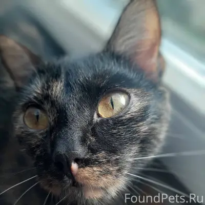Пропала кошка по кличке Юта по...