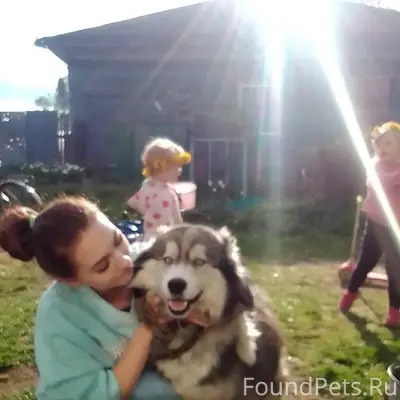 Пропала собака хаски зовут бин...