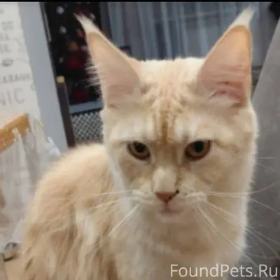 Пропала кошка на Вышневолоцкой...