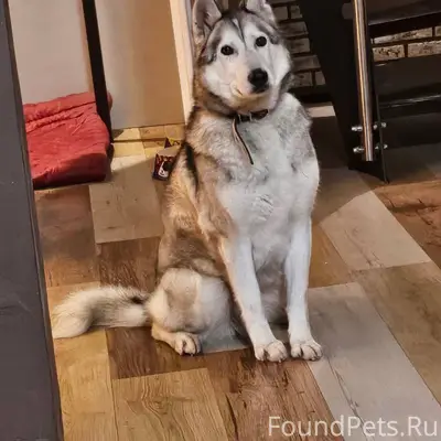 Потерялся Хаски (метис). Убежа...