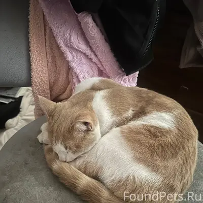 Пропал кот в районе тц иримеля...