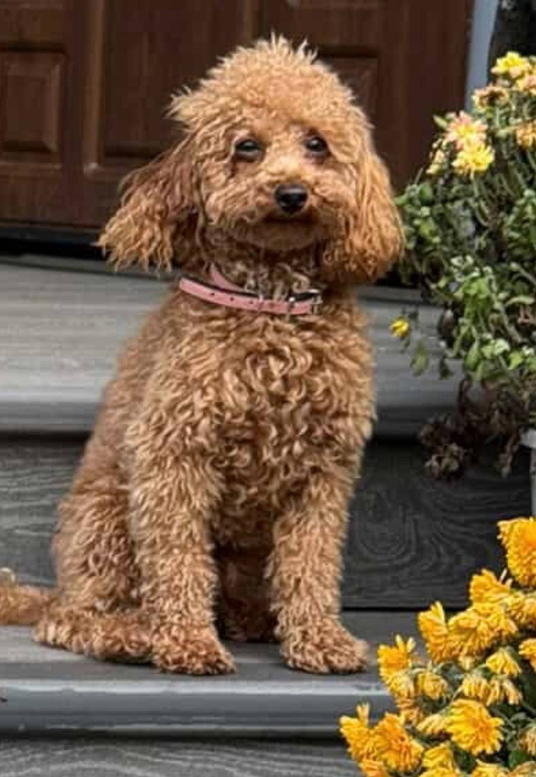 Здравствуйте потерялась собака...