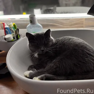 Пропала кошка ( помесь шотланд...