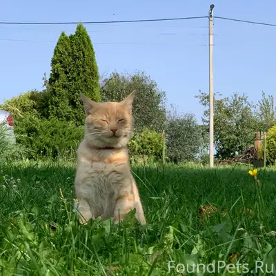 Пропал кот (Буйвичи,Турья) Есл...