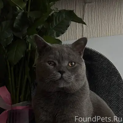 ⚠️ Пропал кот 📍 Подольск, Севе...